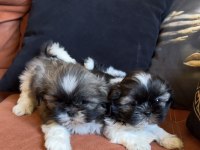 İki erkek safkan shih tzu