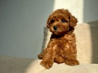TOY VE KORE POODLE YAVRULARIMIZ