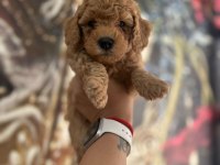 Erkek Toy Poodle