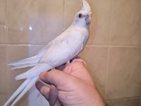 Sultan yavruları 2 aylik albino