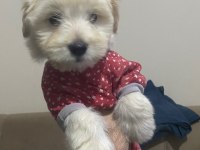 1 erkek ve 1 dişi yavru köpeğimiz