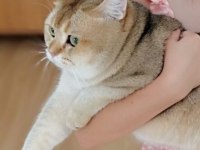 British longhair