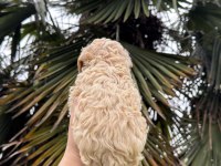 SAF KAN KORE MALTİPOO YAVRUMUZ YENİ YUVASINA HAZIR