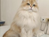 Yakışıklı British golden longhair