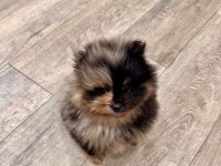 A Kalite Pomeranian Boo Merle