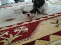 Shih tzu bebeklerimiz