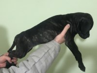 A Kalite Presa Canario Dişi