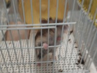 Sevimli Hamster