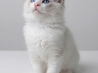 RAGDOLL ARAYANLARA ÖZEL BEBEKLER