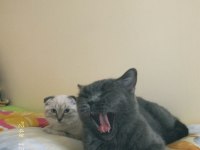 Dişi british shorthair 1 yaşında