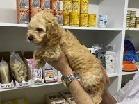 IRK VE SAĞLIK GARANTİ ORJİNAL MALTİPOO BEBEĞİMİZ