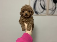 TEACUP DİŞİ POODLE YAVRUM