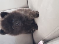 Pomeranian dişi erkek