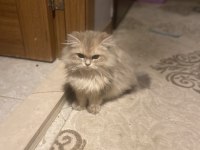 2 aylık erkek british longhair