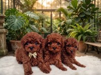 Secereli Anne Babadan %100 Orijinal Red Toy Poodle