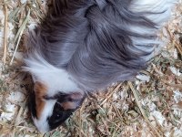Guinea pig