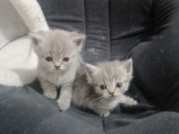 uygun puanla scottish fold