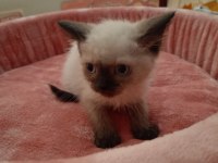 BLUE POİNT SİYAM KEDİSİ YAVRULARIMIZ