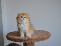 Safkan Golden British Longhair Bebekler 2 aylık