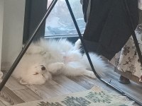 Sadece denizli içi pomeranian