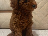 TOY POODLE BEBEKLER