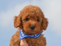 Poodle Sevimli Eğitimli Yavrular