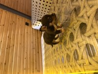 Özel pinscher yavrular