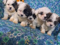 0 boy morkie yavrularım