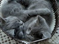 British shorthair 2 aylık dişi kediler