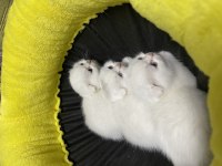 Yavru scottish fold bebekler