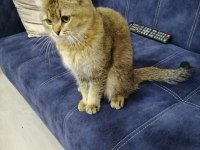 Çok acil british shorthair ücretsiz veriyorum