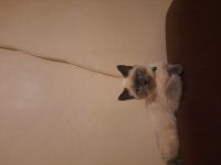 3 aylık british shorthair yavruyu sahiplendirmek istiyoruz