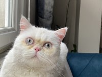 British Shorthair Erkek Kedimiz