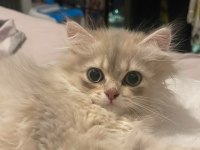 Yavru 2.5 ay british longhair