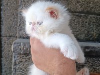 15 MAYIS DOĞUMLU SAFKAN İRAN KEDİSİ BEBEK