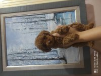 ANKARANIN EN KÜÇÜK POODLE KORELERİ