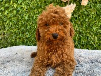 Toy poodle bebekler