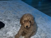 Toy poodle çok zeki yavru