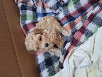 Kocaelide Safkan Apricot Toy Poodle