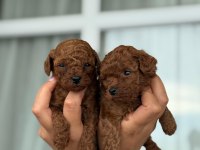 BÜYÜMEYEN AŞILI ÇİŞ EĞİTİMLİ TOY POODLE 