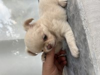 Orj şivava longhair ırk garantili dişi yavru