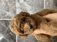 Orjinal Toy Poodle Bebekler