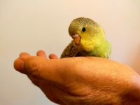 Yavru Ele Alışık Muhabbet Kuşları