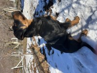 A kalite damızlık erkek rottweiler