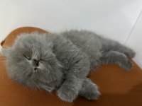 Top kafa british longhair