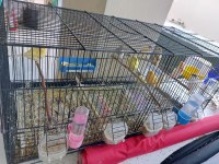 Toplu yada takim tek erkek satılık hepsi hazir kuşlar