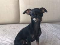 0 numara pinscher