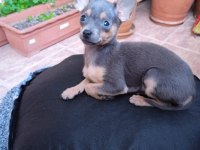 4 aylık minyatür pinscher