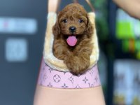 Maltipoo yavrularımız