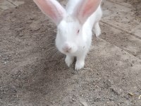 7-8 aylık bembeyaz sağlıklı tertemiz albino tavşan